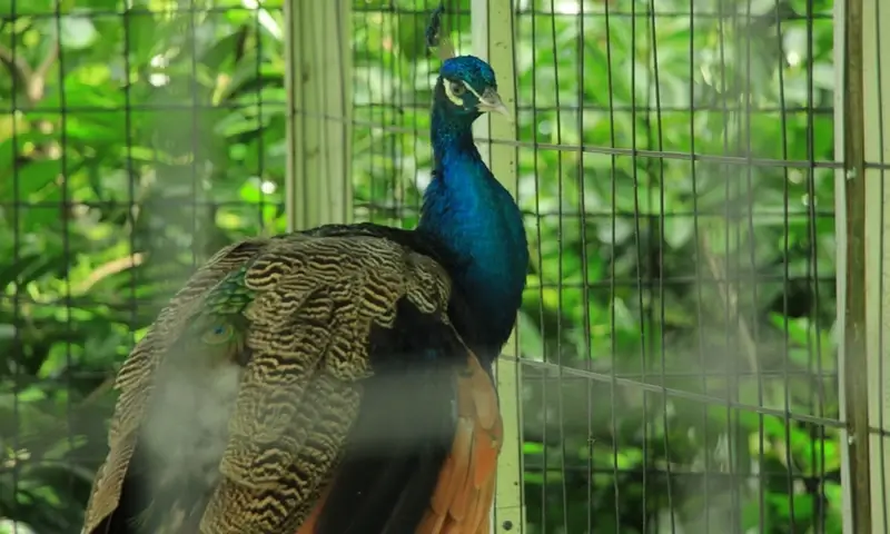 Aviary Leuweung Geledegan Ecolodge
