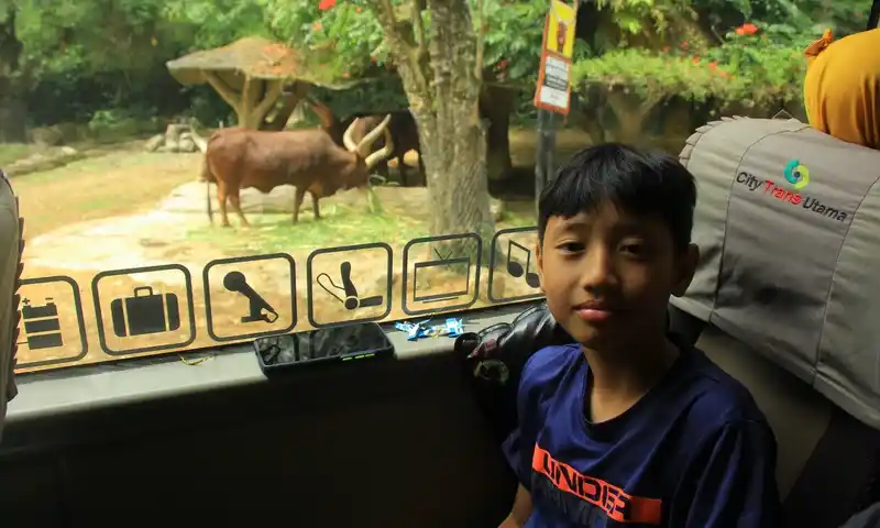 Anak peserta family gathering di Bogor sedang menikmati wisata edukasi melihat hewan dari dalam bus di Taman Safari. Foto menampilkan anak di kursi bus dan hewan di luar jendela.