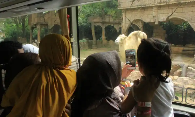Momen seru keluarga saat kegiatan rekreasi family gathering di Bogor bersama BoundEx. Menampilkan peserta yang sedang mengamati unta melalui jendela bus wisata di area terbuka.