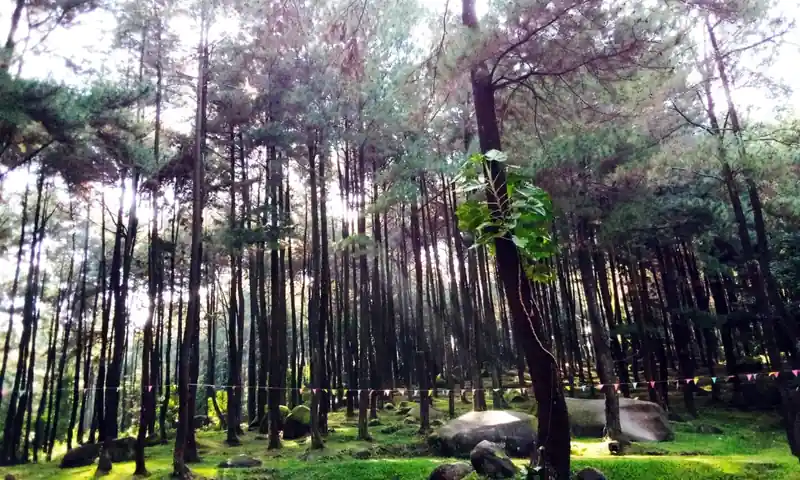Area hutan pinus Gunung Pancar Sentul dengan ruang terbuka dan batu alam untuk kegiatan outdoor